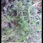 Thymus pulegioides