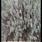 Thymus vulgaris