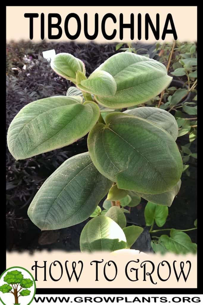Tibouchina