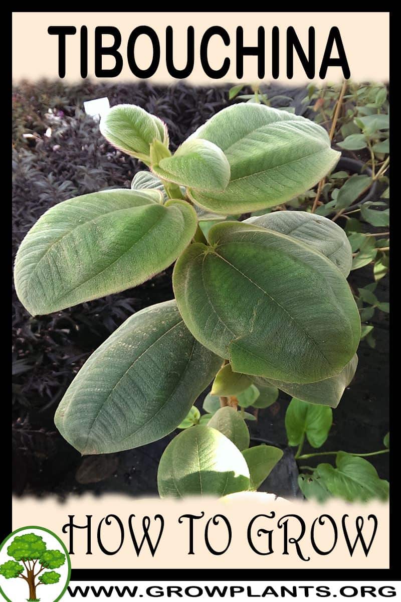 How to grow Tibouchina