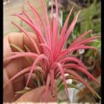 Tillandsia
