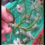 Tillandsia Bulbosa