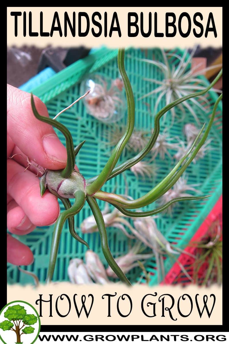 How to grow Tillandsia Bulbosa
