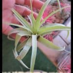 Tillandsia Fasciculata