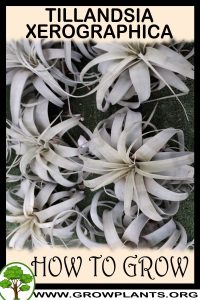 How to grow Tillandsia Xerographica