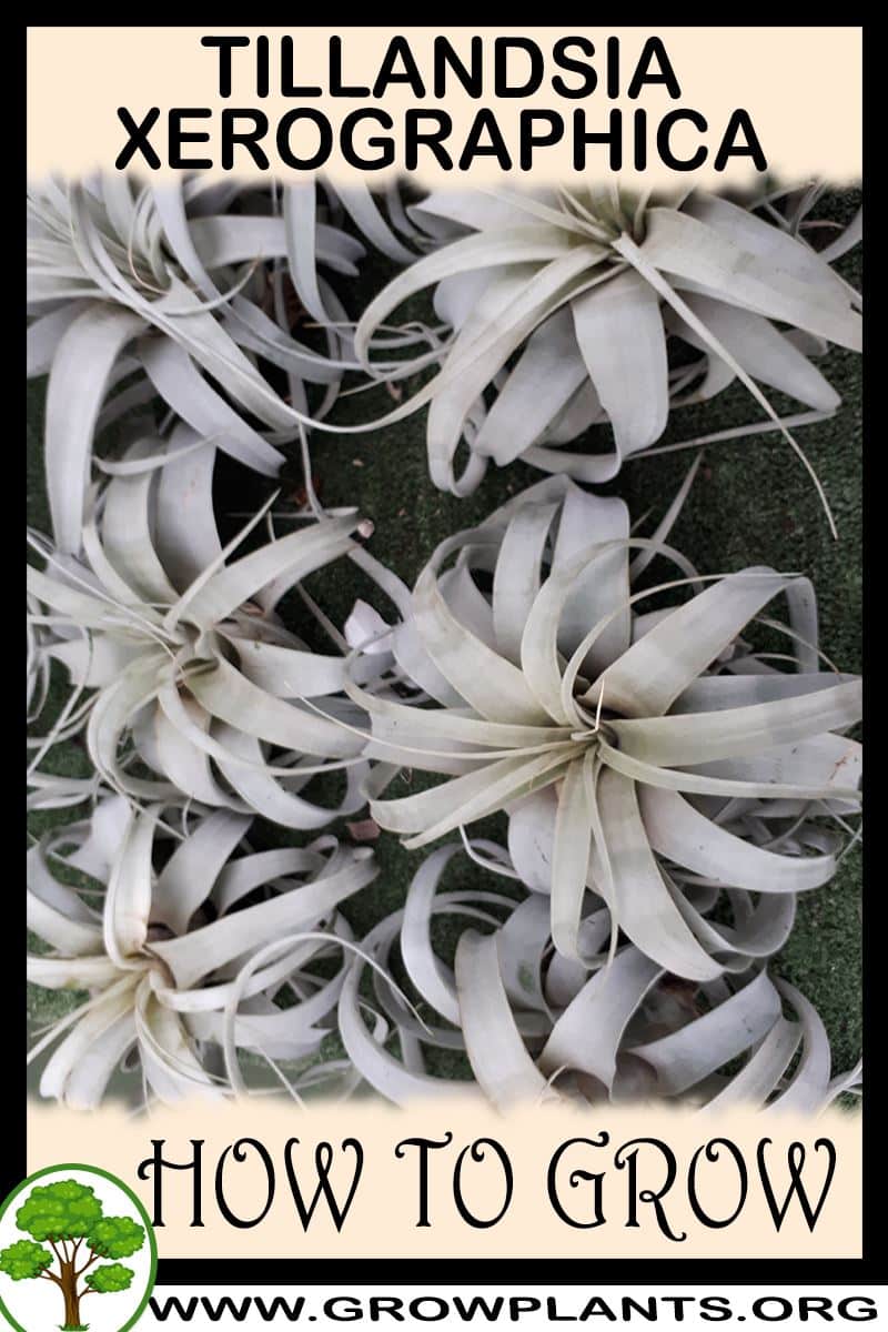 How to grow Tillandsia Xerographica