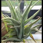 Tillandsia bermejoensis