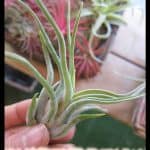 Tillandsia circinata