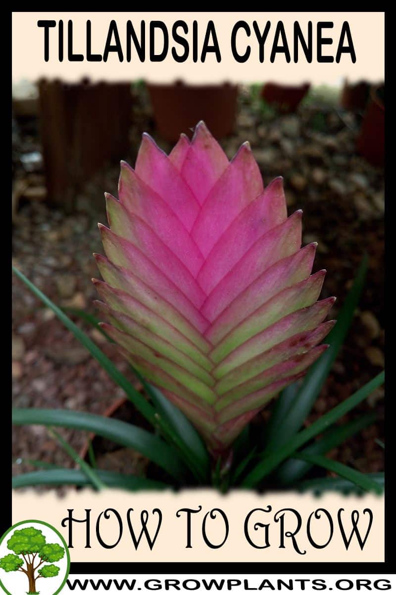 How to grow Tillandsia cyanea