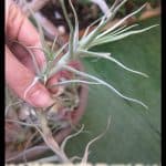 Tillandsia diaguitensis