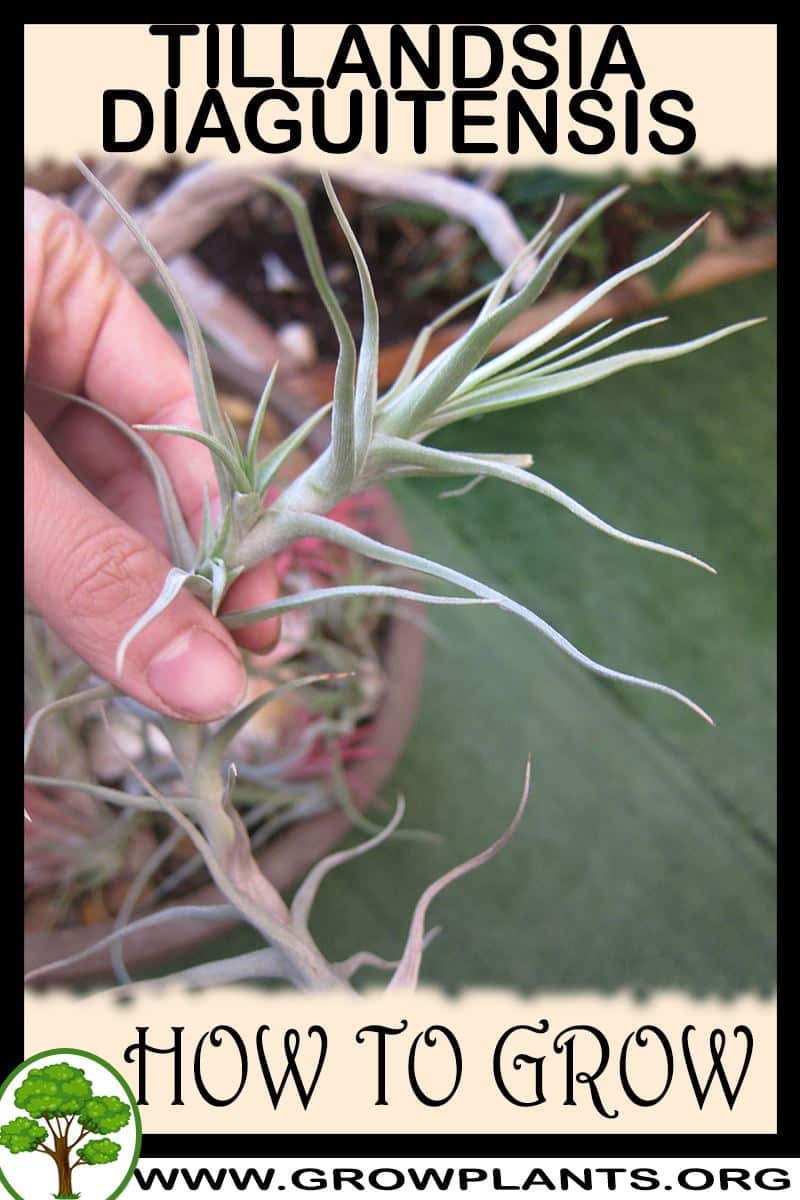 How to grow Tillandsia diaguitensis