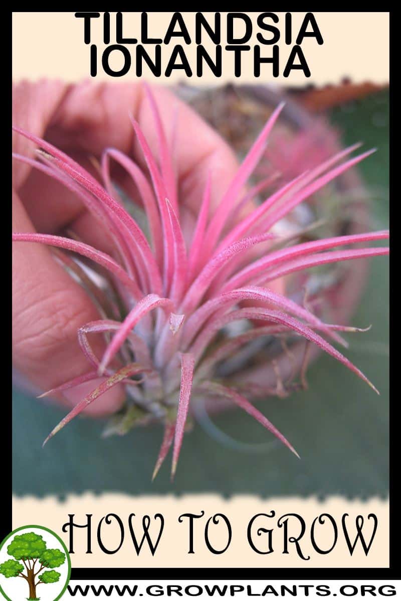 How to grow Tillandsia ionantha