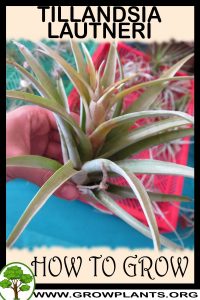 How to grow Tillandsia lautneri