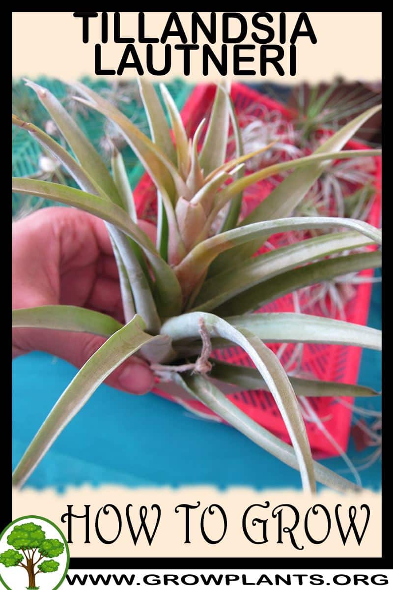 How to grow Tillandsia lautneri