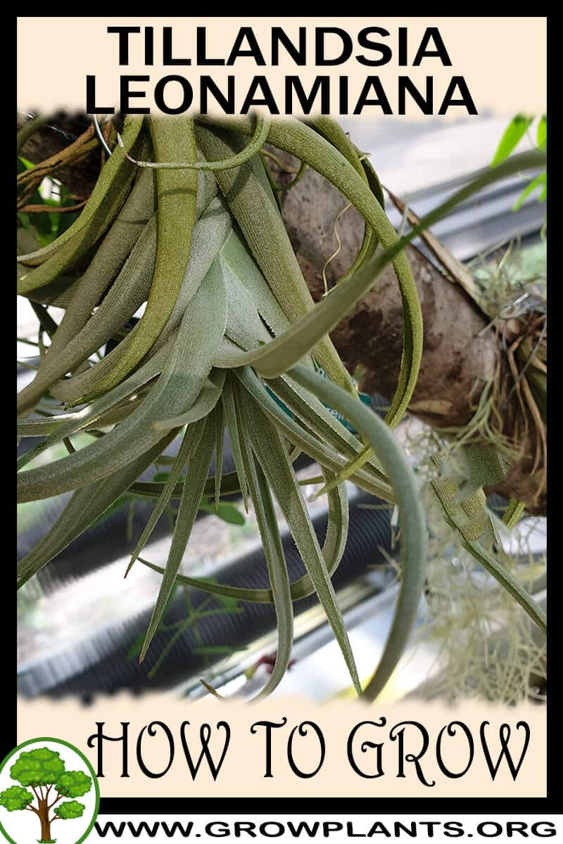 How to grow Tillandsia leonamiana