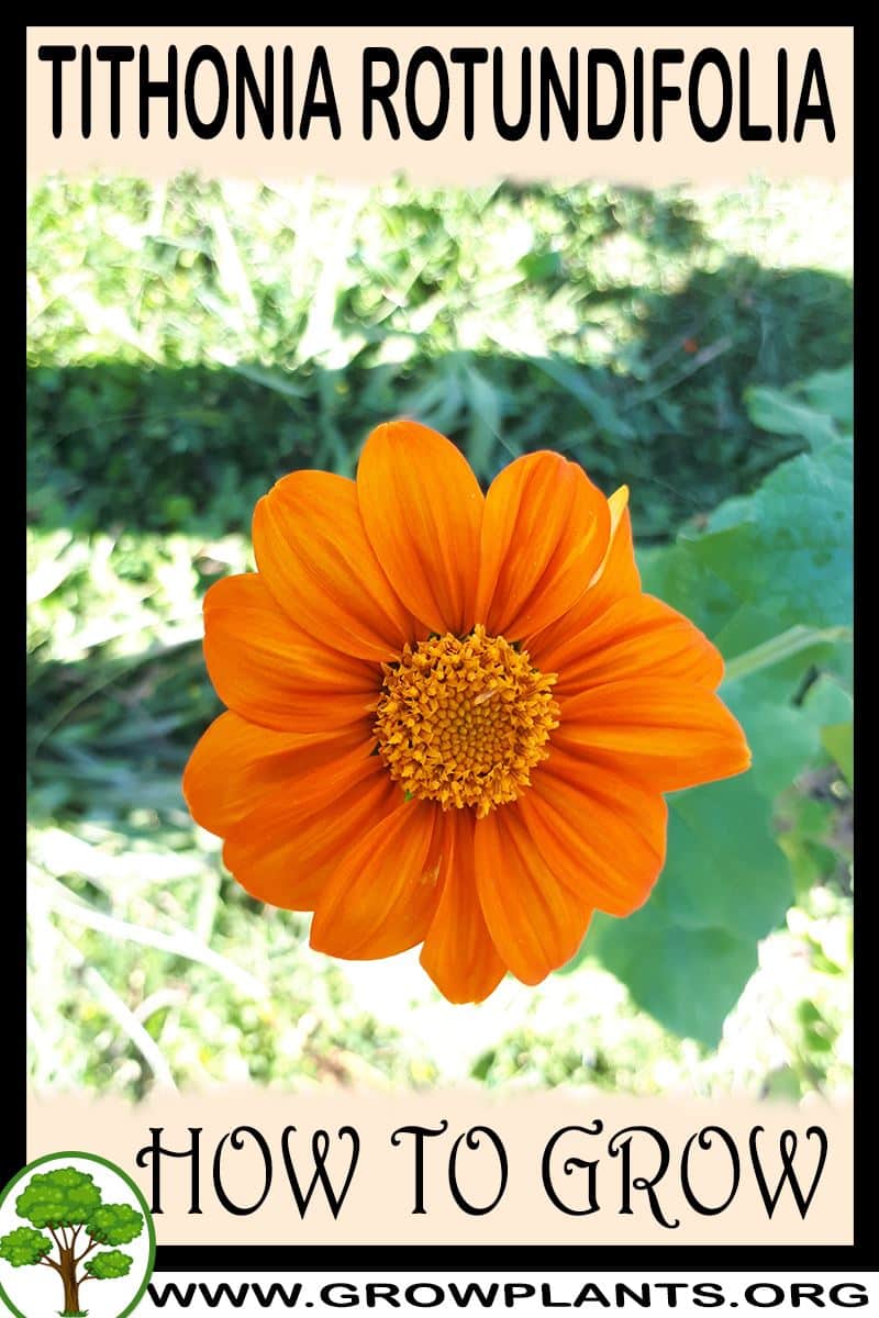 How to grow Tithonia rotundifolia