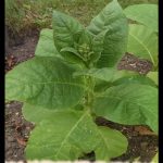 Tobacco plant