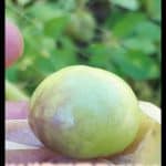 Tomatillo