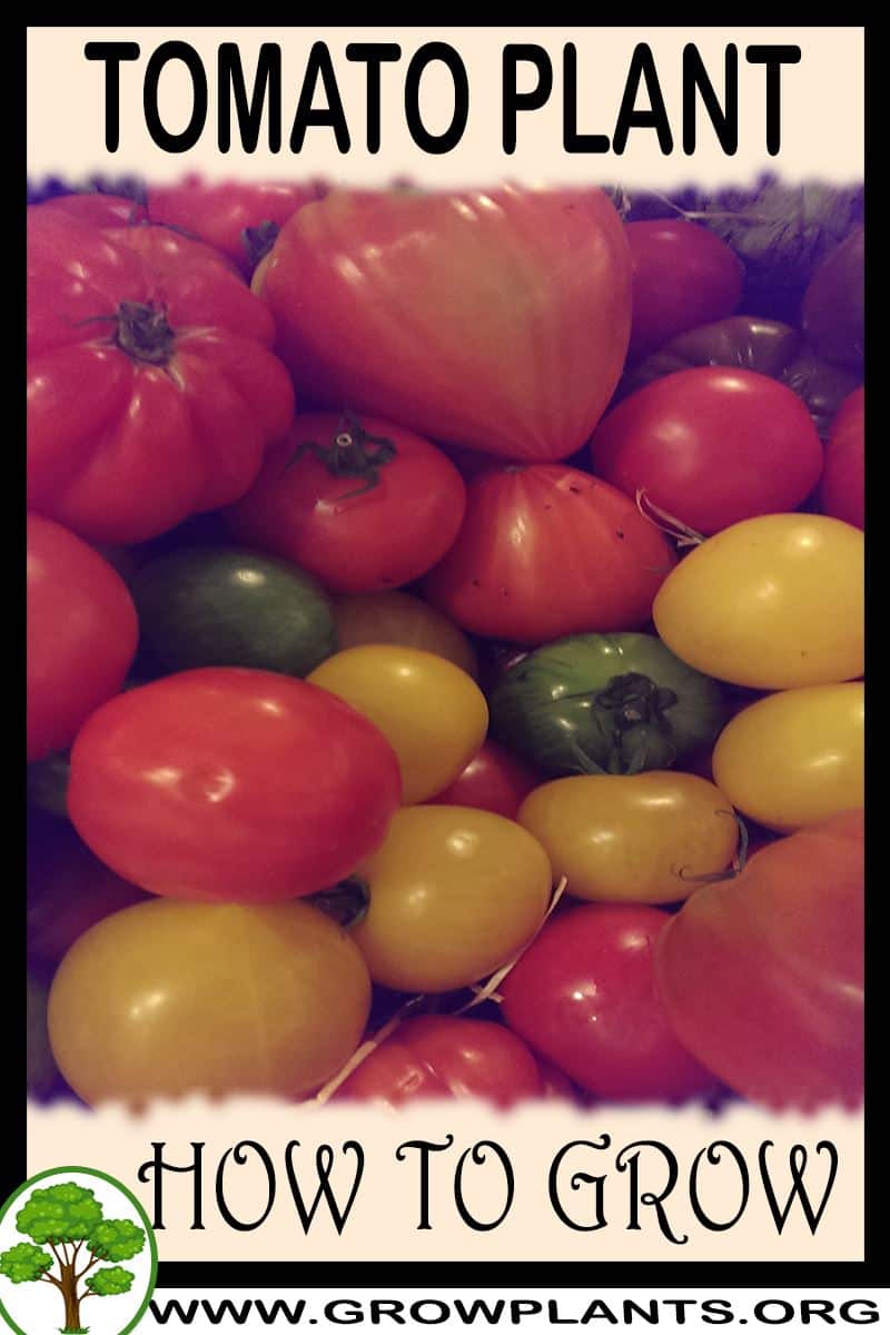 How to grow Tomato plant