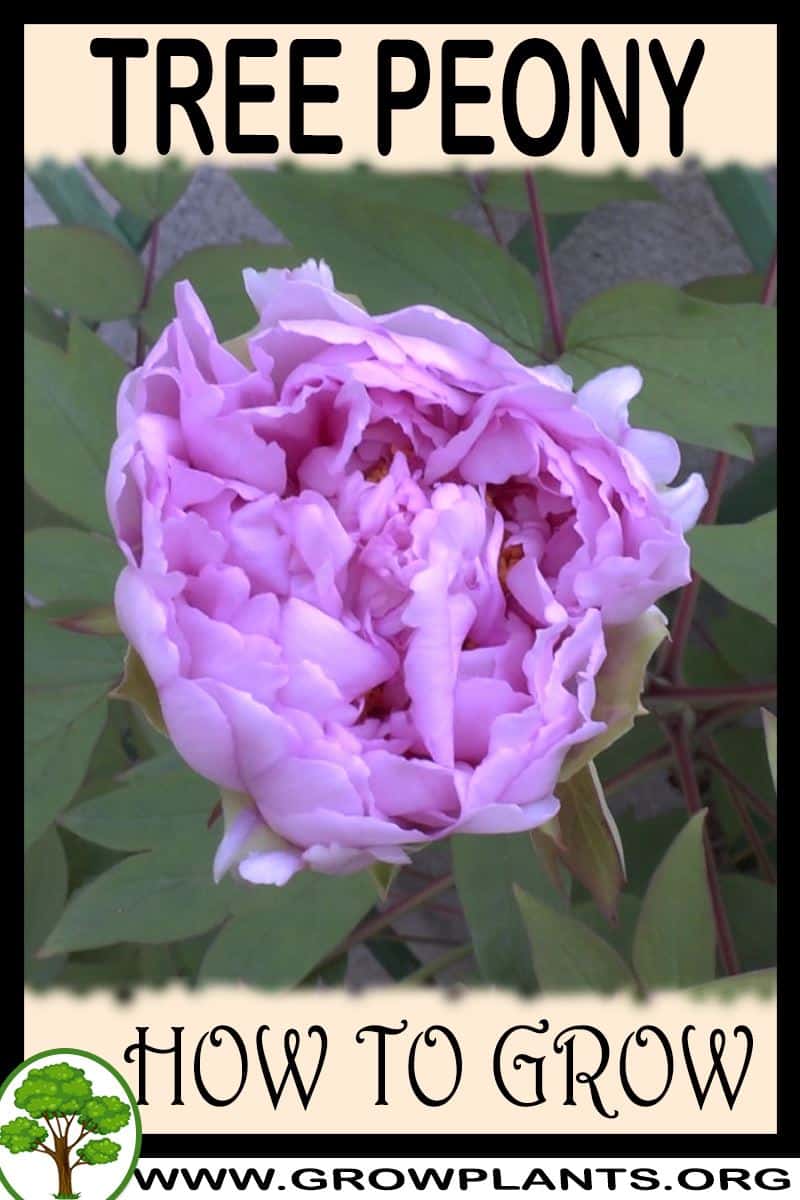 How to grow Tree Peony