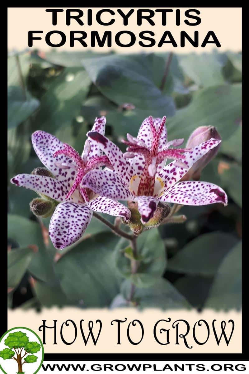 How to grow Tricyrtis formosana