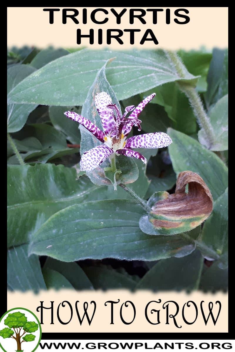 How to grow Tricyrtis hirta