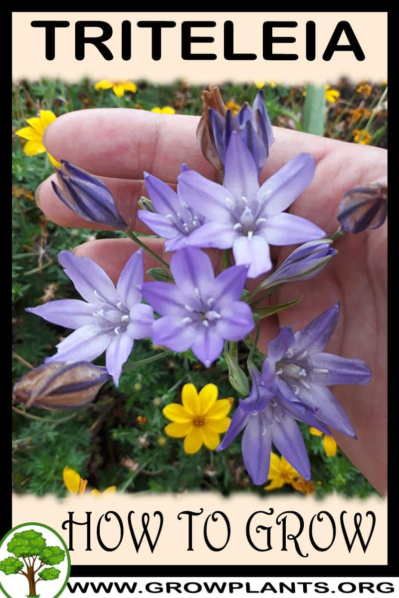 How to grow Triteleia