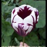 Triumph Tulip