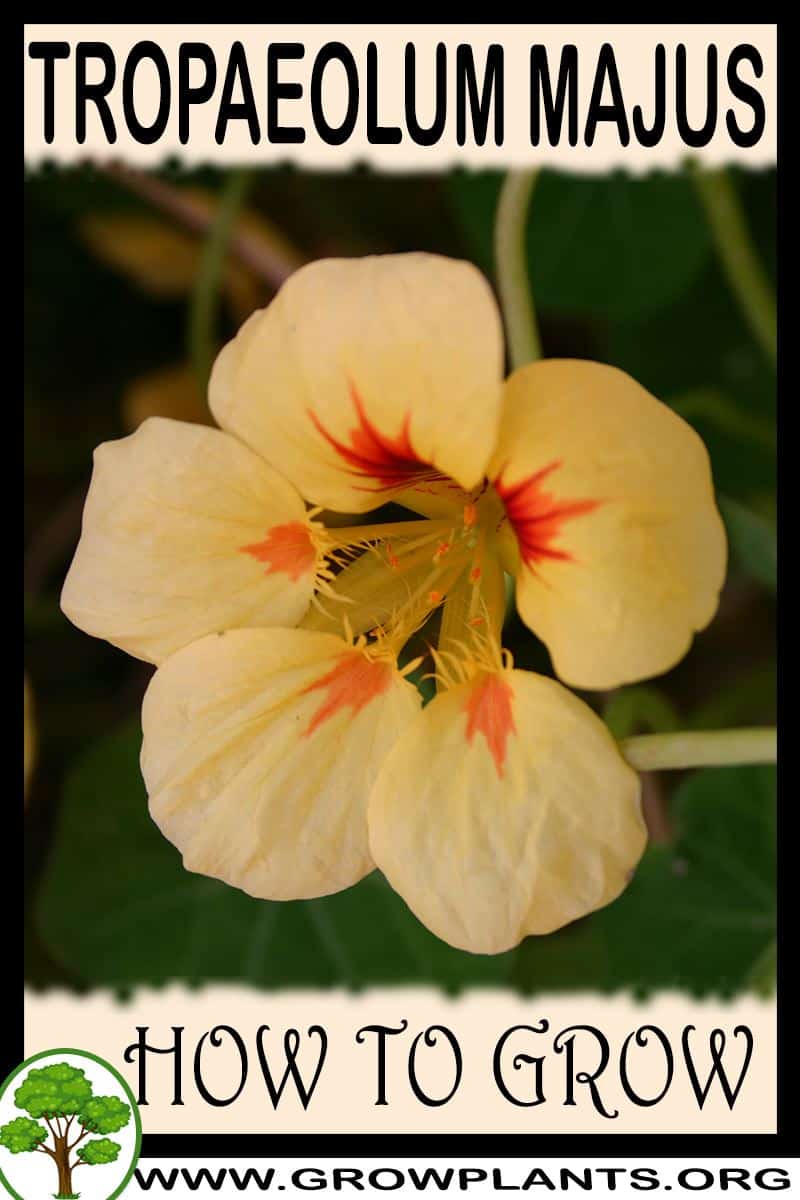 How to grow Tropaeolum majus