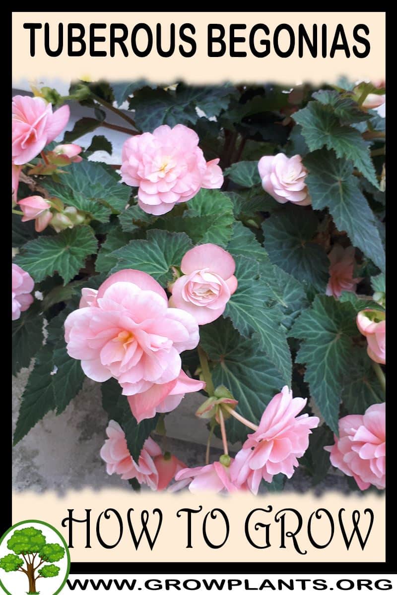 How to grow Tuberous begonias