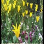 Tulip lily