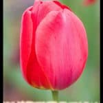 Tulip plant
