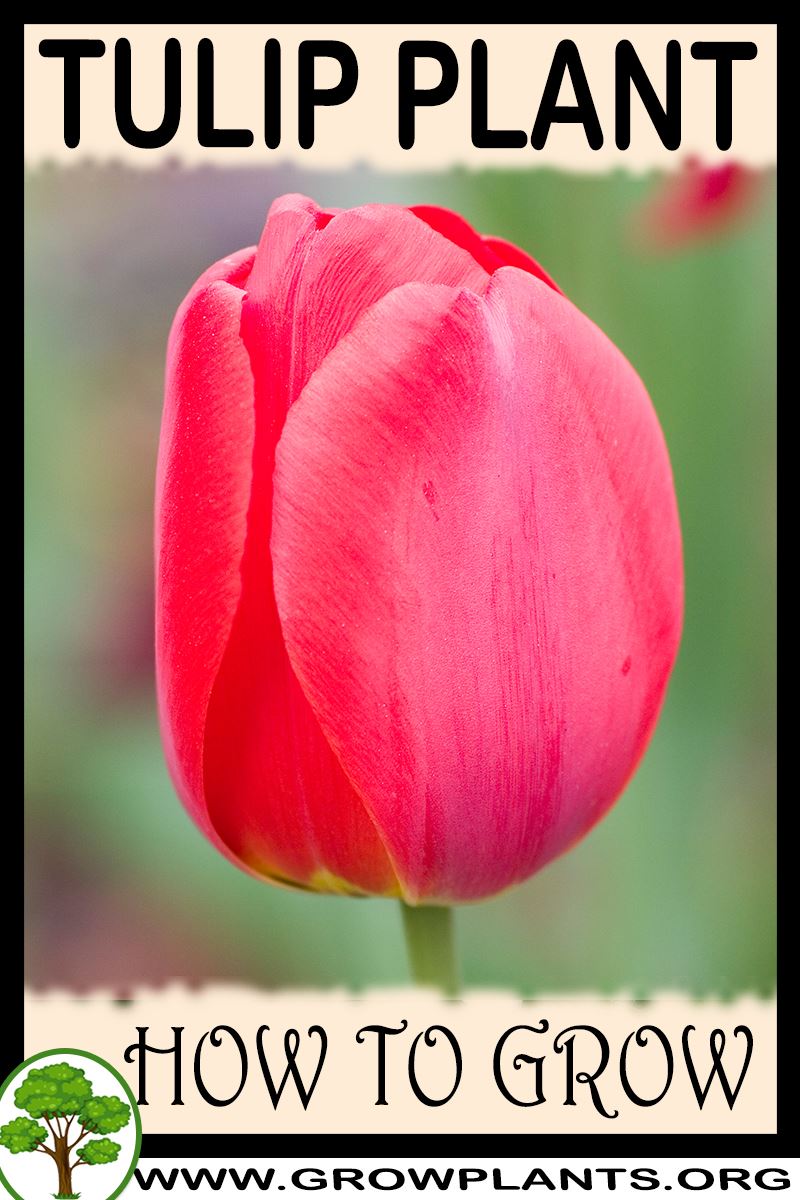 How to grow Tulip plant