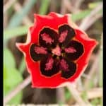 Tulipa agenensis