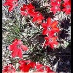 Tulipa linifolia