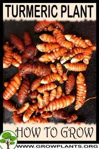 How to grow Turmeric
