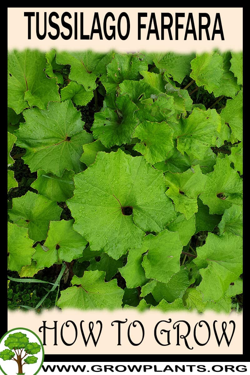 How to grow Tussilago farfara