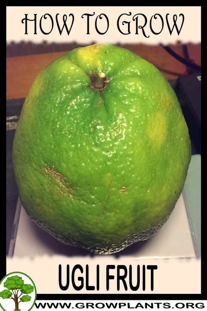 Ugli fruit tree