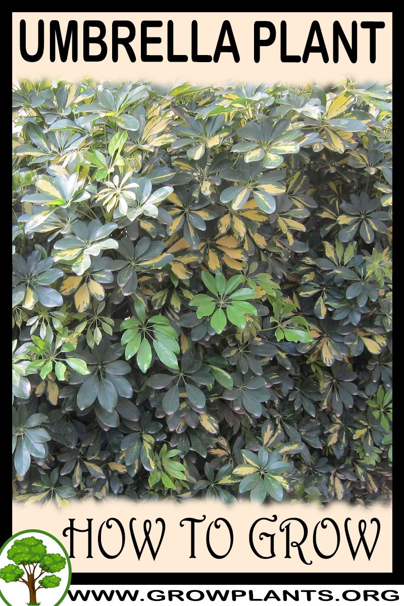 Umbrella plant How to grow & care