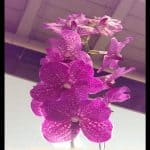 Vanda