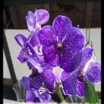 Vanda coerulea