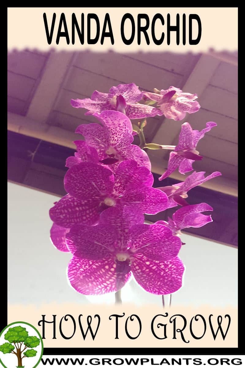 How to grow Vanda