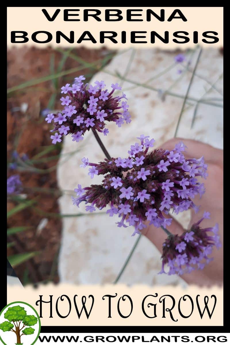 Verbena bonariensis How to grow & care