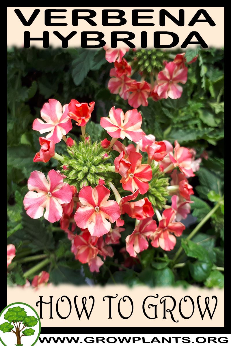 How to grow Verbena hybrida