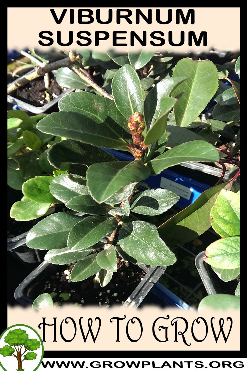 How to grow Viburnum suspensum