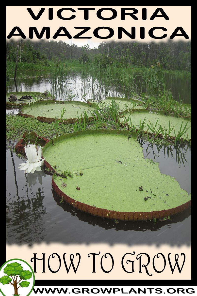 How to grow Victoria amazonica