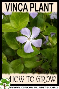 How to grow Vinca