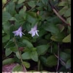 Vinca difformis