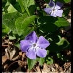Vinca major