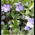 Vinca minor